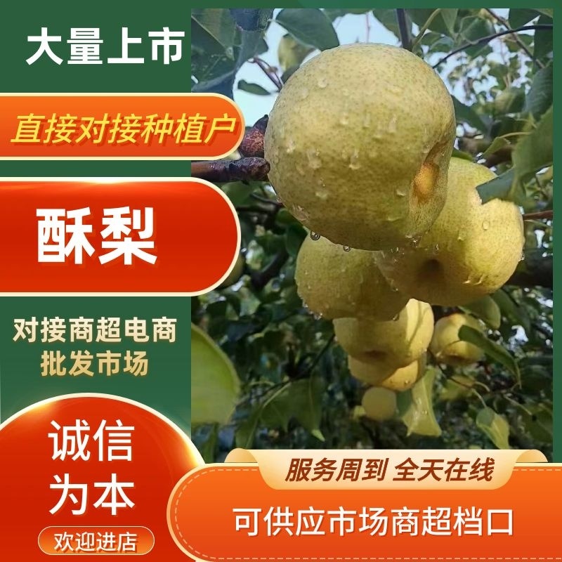 梨河南酥梨新鲜水果批发全国发货产地直发