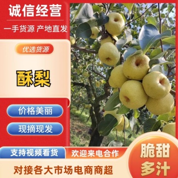 梨河南宁陵酥梨产地直发一手货源电商市场商超