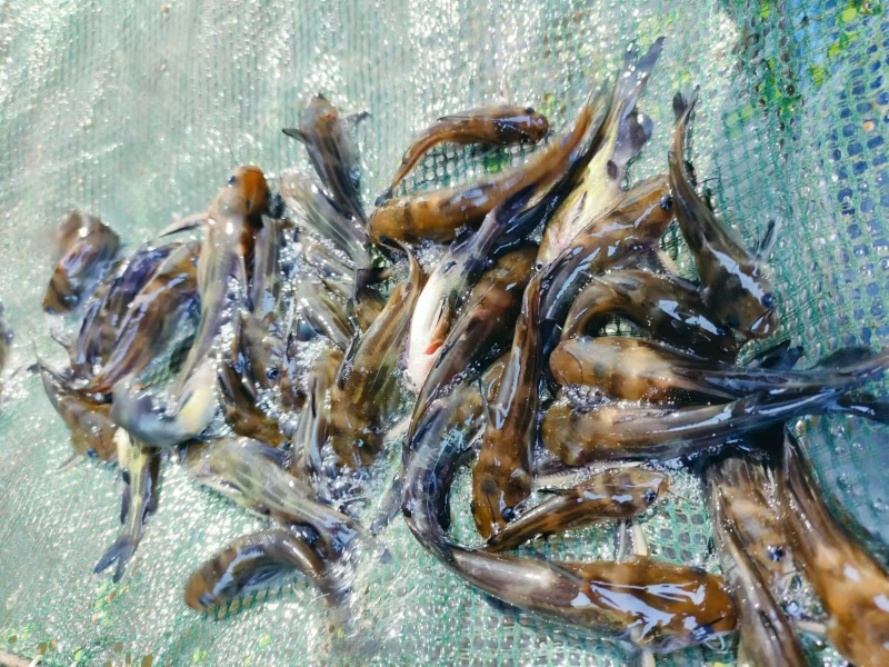 黄骨鱼成活率高品质保证价格优惠欢迎来电洽谈合作