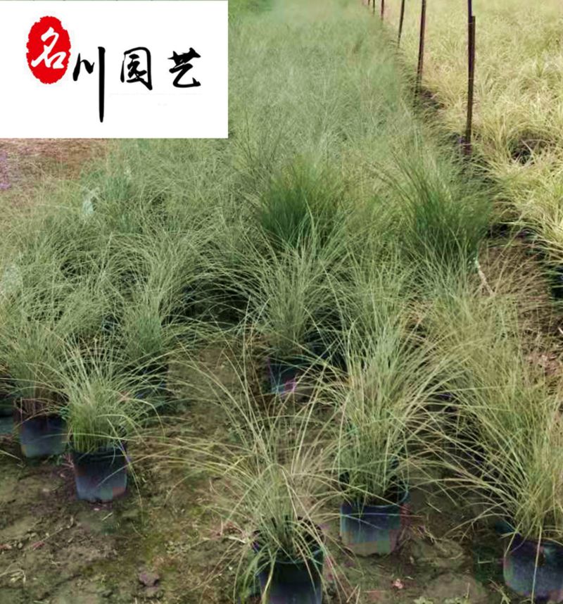 晨光芒观赏草批发花境花坛水边配植耐寒耐旱量大从优