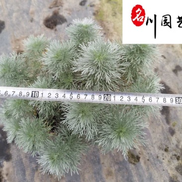 朝雾草杯苗大量批发大杯双色杯成都基地直供耐寒耐热