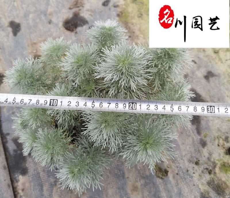朝雾草杯苗大量批发大杯双色杯成都基地直供耐寒耐热