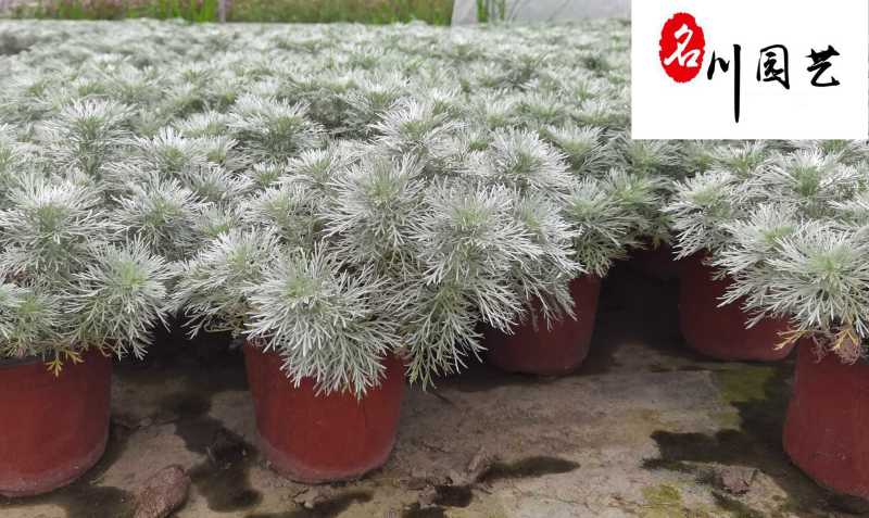 朝雾草杯苗大量批发大杯双色杯成都基地直供耐寒耐热
