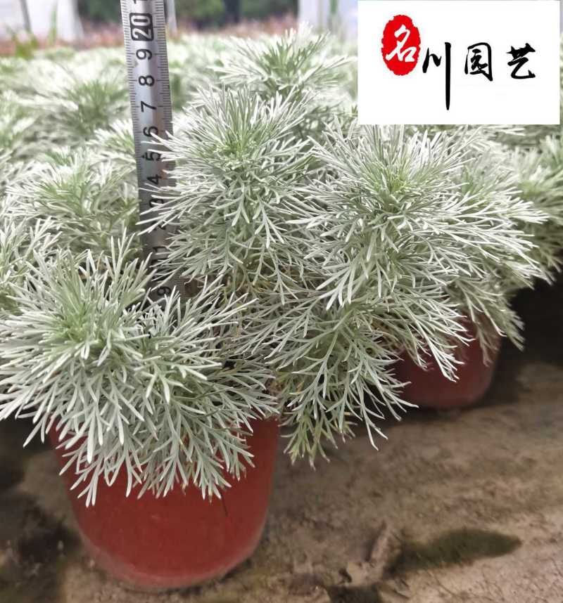 朝雾草杯苗大量批发大杯双色杯成都基地直供耐寒耐热