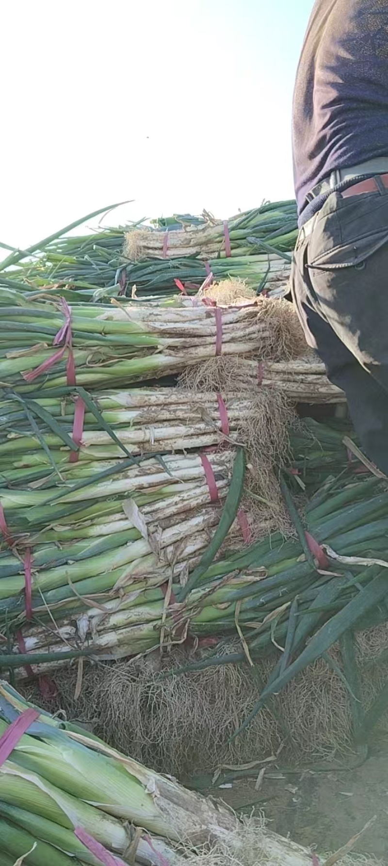 【长白大葱】河北隆尧产地直发质量保证一手货源对接商超