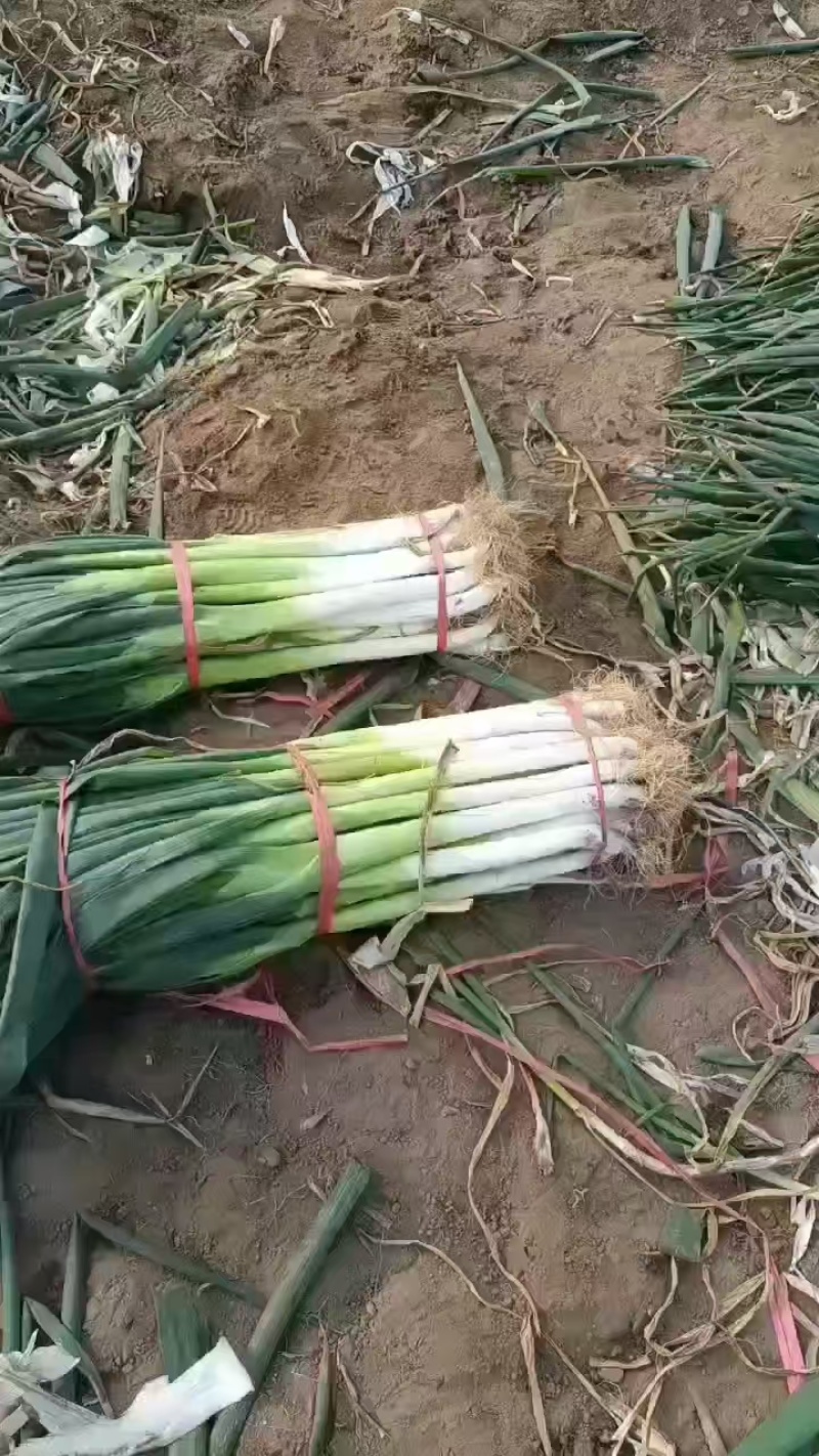 【长白大葱】河北隆尧产地直发质量保证一手货源对接商超