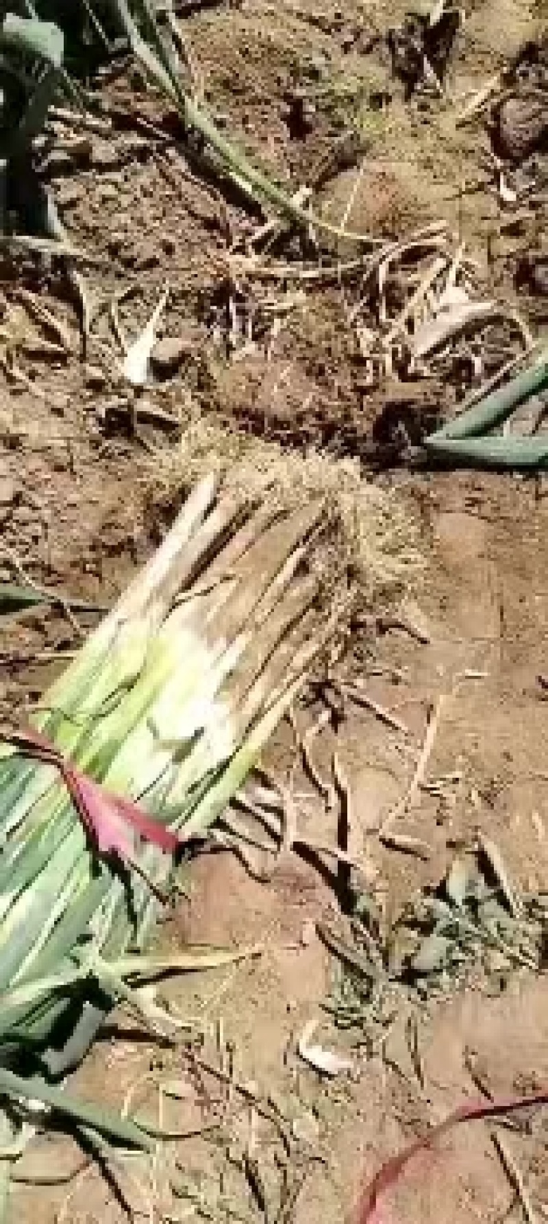 【长白大葱】河北隆尧产地直发质量保证一手货源对接商超