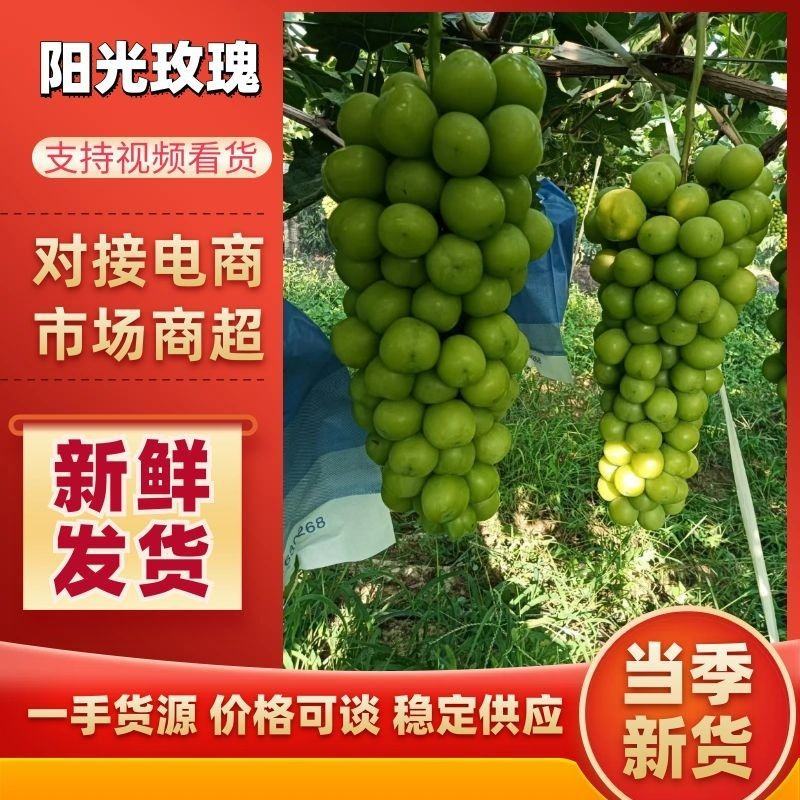 阳光玫瑰大量上市，市场货，电商货，货源充足需要的联系。
