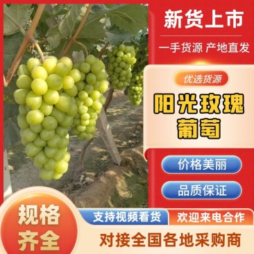阳光玫瑰大量上市，市场货，电商货大量上市，需要的联系。
