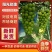 阳光玫瑰大量上市，市场货，电商货，一手货源需要的联系。