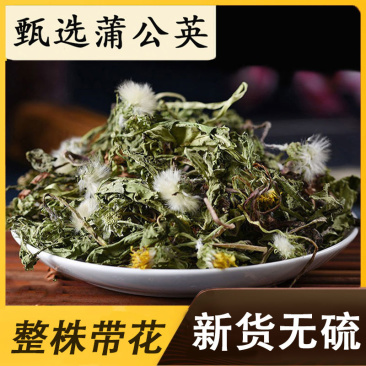 野生新款无糖整株叶花新疆干货蒲公英茶中草药现挖现发婆婆丁