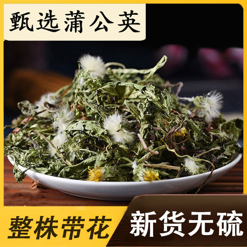 野生新款无糖整株叶花新疆干货蒲公英茶中草药现挖现发婆婆丁
