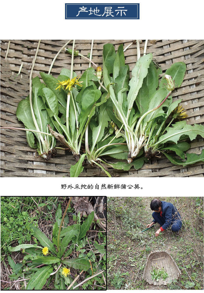 野生新款无糖整株叶花新疆干货蒲公英茶中草药现挖现发婆婆丁