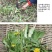 野生新款无糖整株叶花新疆干货蒲公英茶中草药现挖现发婆婆丁