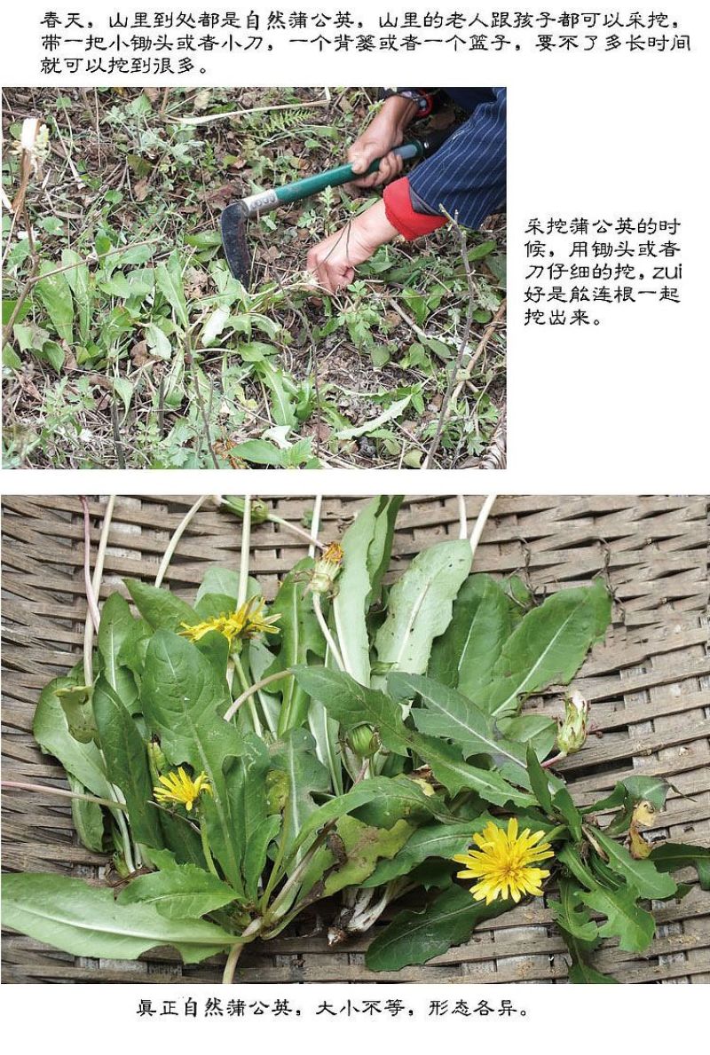野生新款无糖整株叶花新疆干货蒲公英茶中草药现挖现发婆婆丁