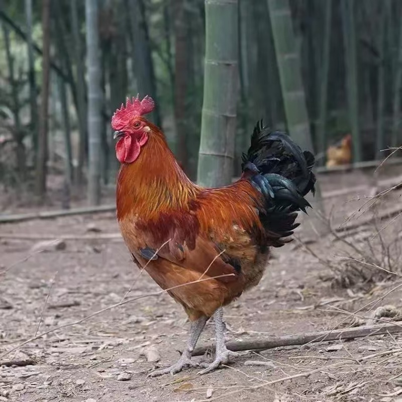 走地鸡肉质鲜美量大从优欢迎各地客商洽谈合作