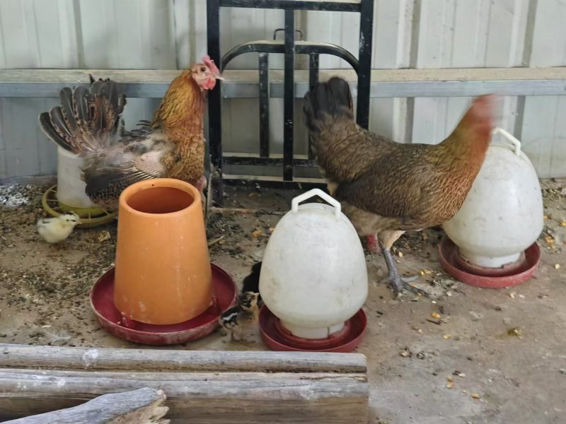 走地鸡肉质鲜美量大从优欢迎各地客商洽谈合作