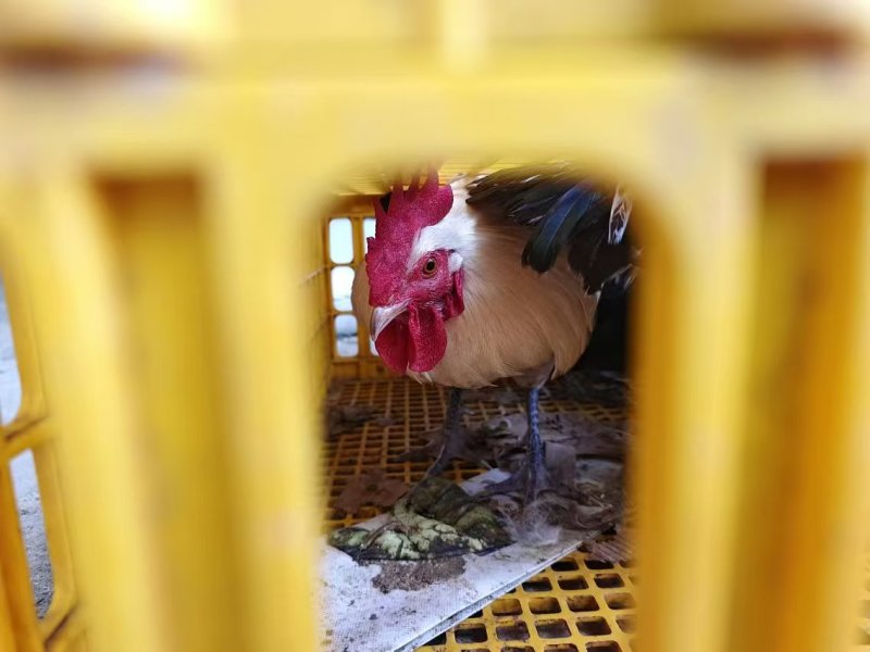 走地鸡肉质鲜美量大从优欢迎各地客商洽谈合作