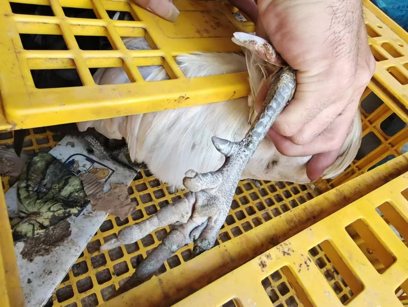 走地鸡肉质鲜美量大从优欢迎各地客商洽谈合作