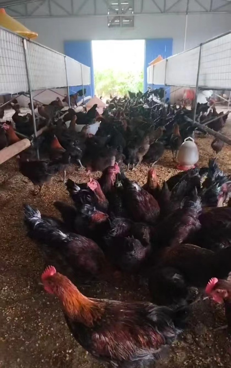 走地鸡肉质鲜美量大从优欢迎各地客商洽谈合作