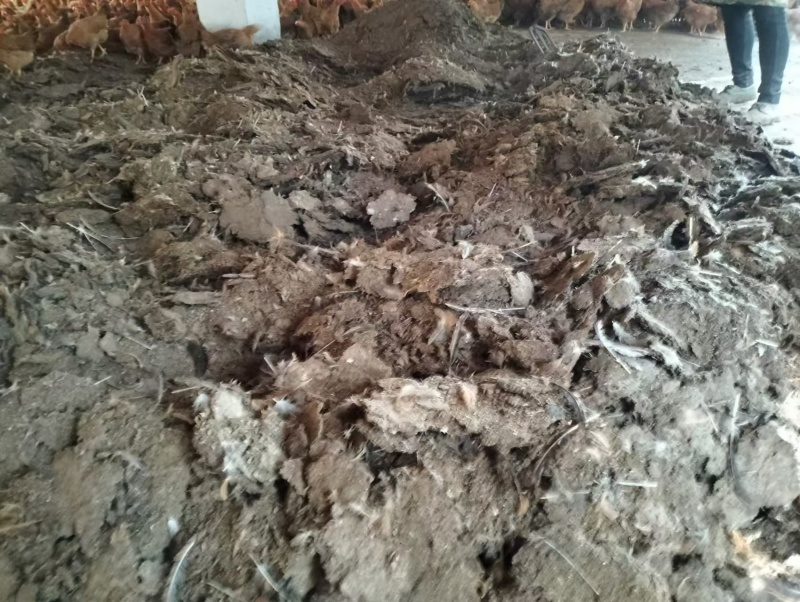 衡阳发酵鸡粪批发鸡粪有机肥支持送货上门欢迎咨询