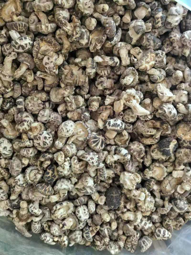 【精品】湖北精品花菇椴木小花菇花菇香菇品质保障欢迎