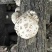 【精品】湖北精品花菇椴木小花菇花菇香菇品质保障欢迎