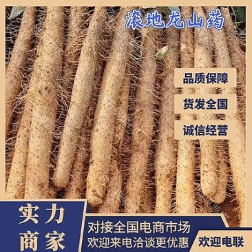 广西淮山药滚地龙山药白鬼淮山药对接商超欢迎光临本店选购