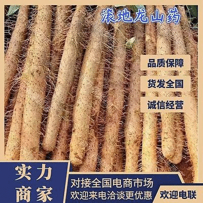 广西淮山药滚地龙山药白鬼淮山药对接商超欢迎光临本店选购