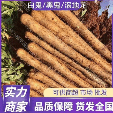 广西山药淮山药黑鬼大量上市种植户一手货源产地批发
