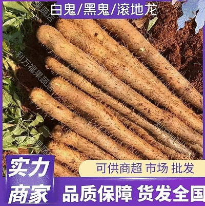 广西山药淮山药黑鬼大量上市种植户一手货源产地批发