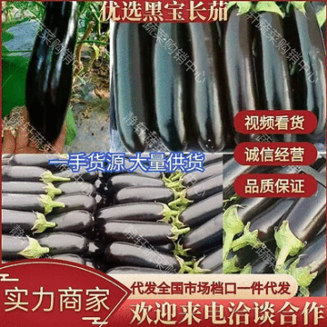 黑宝长茄精品茄子，烧烤茄子。现摘现发对接各大市场批发