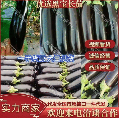 黑宝长茄精品茄子，烧烤茄子。现摘现发对接各大市场批发