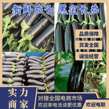 黑宝长茄精品茄子，烧烤茄子。现摘现发对接各大市场批发