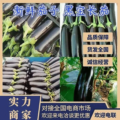 黑宝长茄精品茄子，烧烤茄子。现摘现发对接各大市场批发
