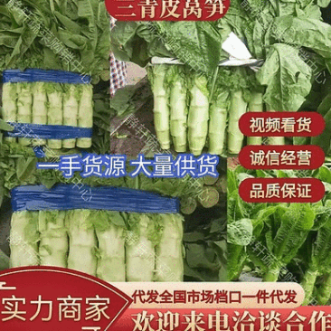 三青皮莴笋山东新鲜莴笋大量上市一手货源品质保证欢迎来电