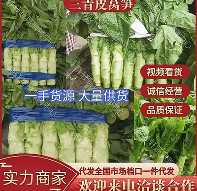 三青皮莴笋山东新鲜莴笋大量上市一手货源品质保证欢迎来电