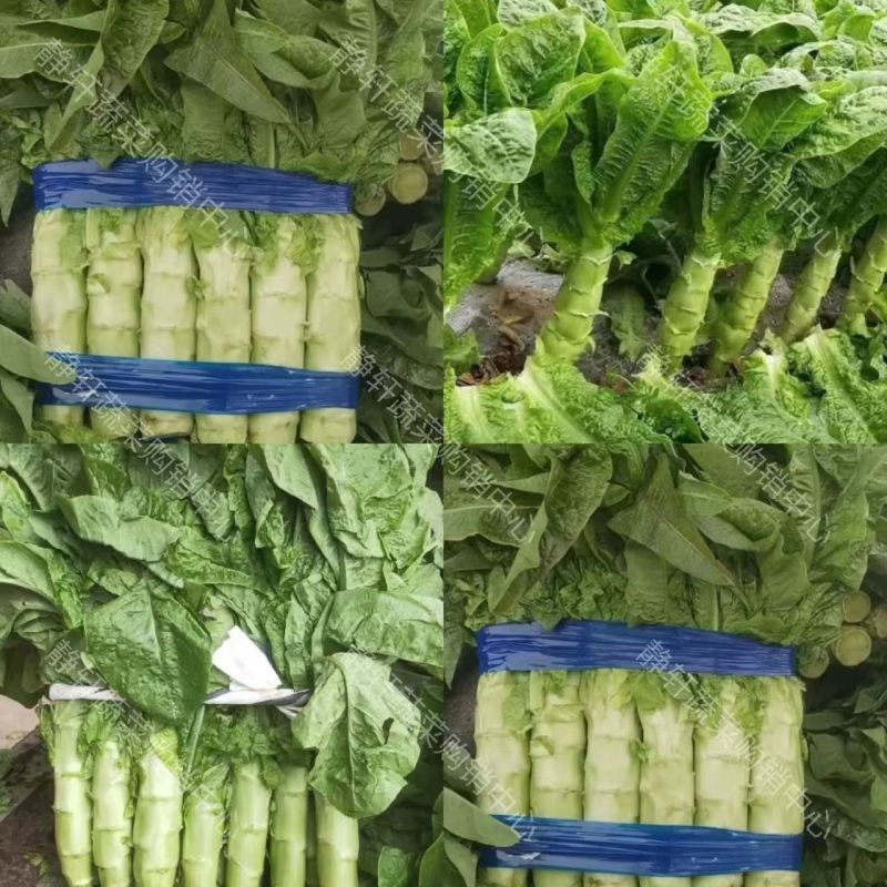 三青皮莴笋山东新鲜莴笋大量上市一手货源品质保证欢迎来电
