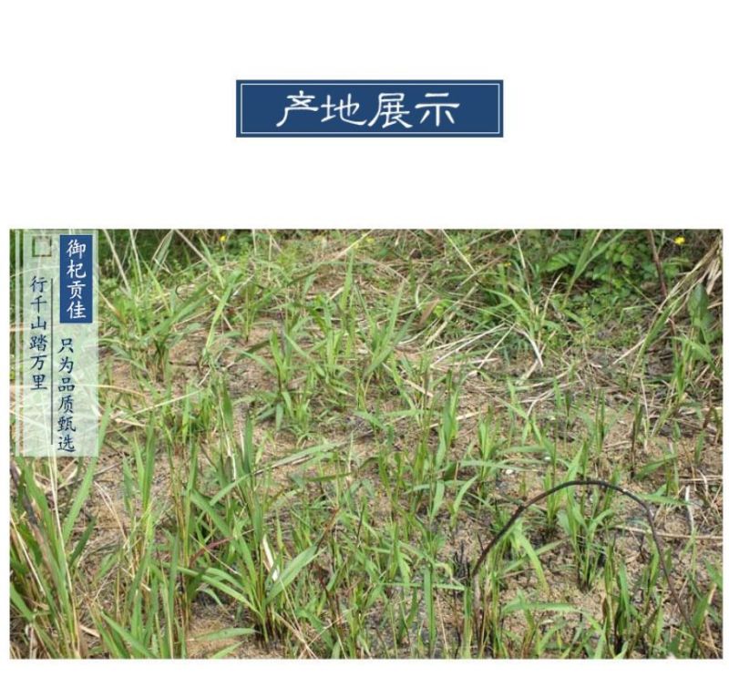 野生白茅根茶白毛根干甜草根坚草跟凉茶食材中药材茅草根毛草
