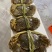 大闸蟹大量供货批发视频看货支持外贸出口