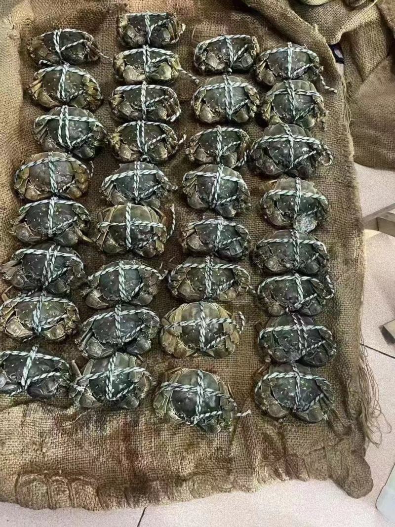 洪湖大闸蟹品质上乘价格优惠批发大量供应