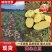 黄心土豆精品土豆，优质土豆基地大量上市产地直发高品质保障