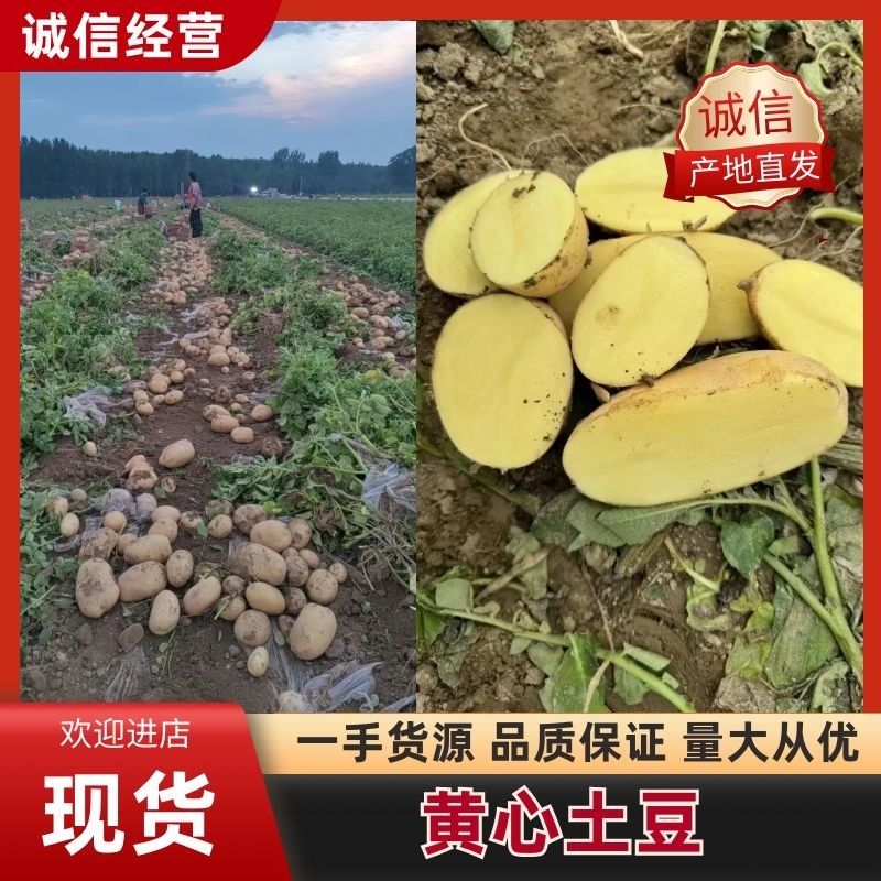 黄心土豆精品土豆，优质土豆基地大量上市产地直发高品质保障