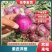 新货洋葱河南洋葱精品洋葱，基地大量上市产地直发高品质保障