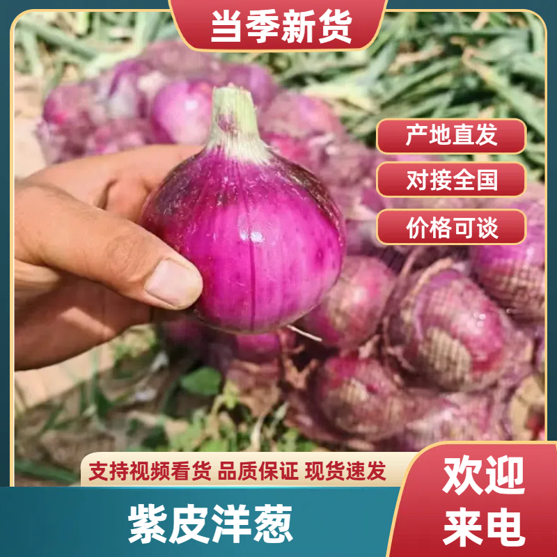 新货洋葱河南洋葱精品洋葱，基地大量上市产地直发高品质保障
