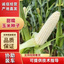 甜糯玉米种子，优质种子大田作物，南北通种欢迎老板咨询