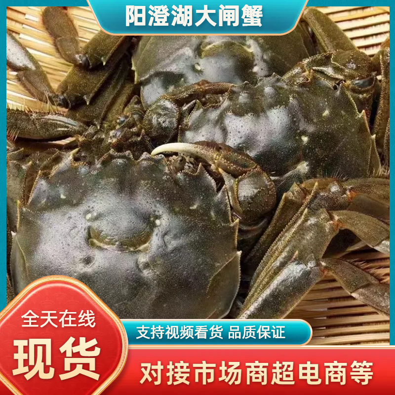 洪湖大闸蟹品质上乘价格优惠批发大量供应