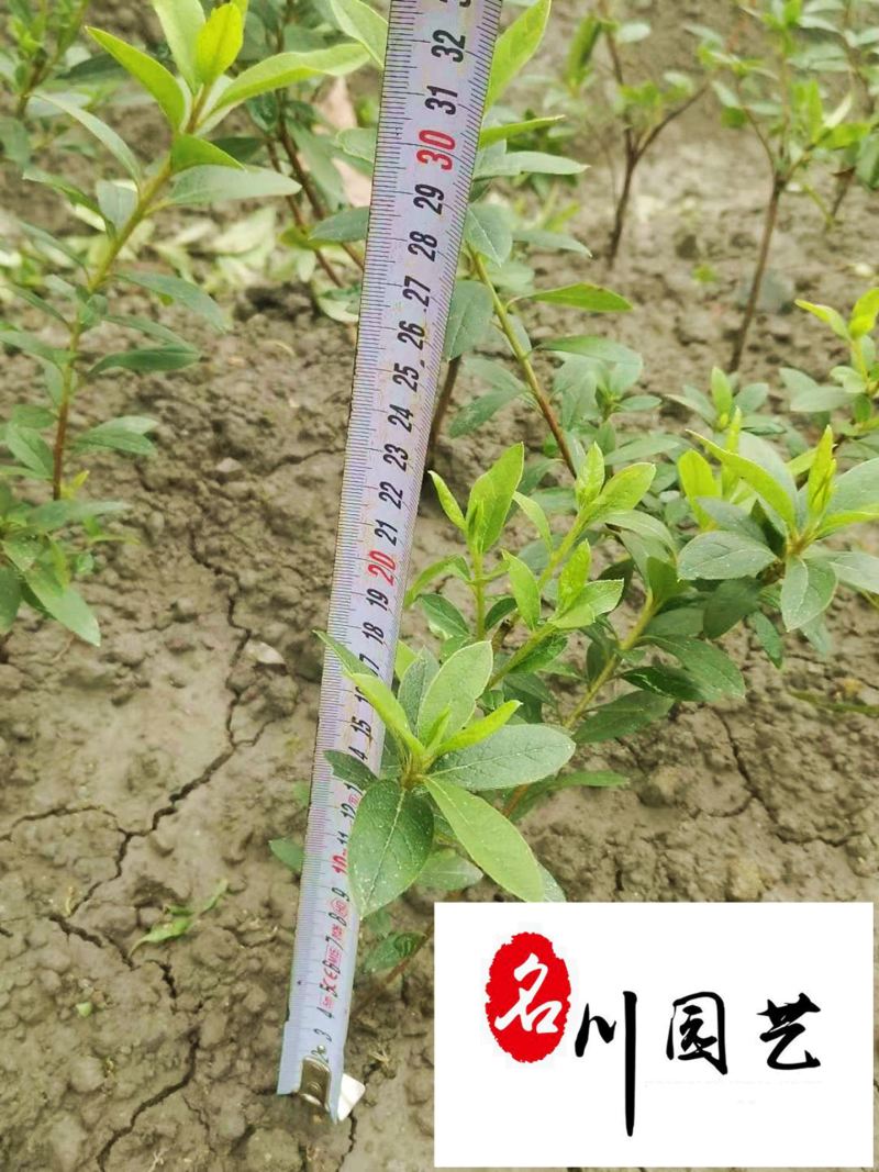 春鹃地苗工程苗批发成都春鹃种植基地直供量大从优