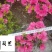 春鹃地苗工程苗批发成都春鹃种植基地直供量大从优