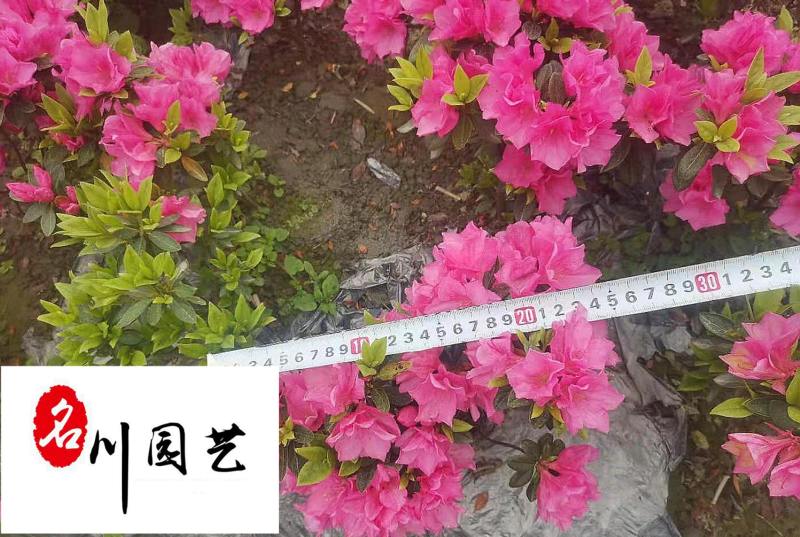 春鹃地苗工程苗批发成都春鹃种植基地直供量大从优